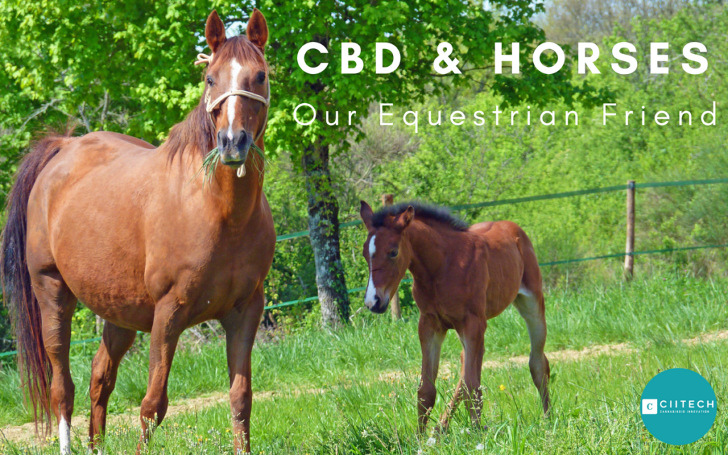 CIITECH_ CBD Horses, Equestrian CBD water