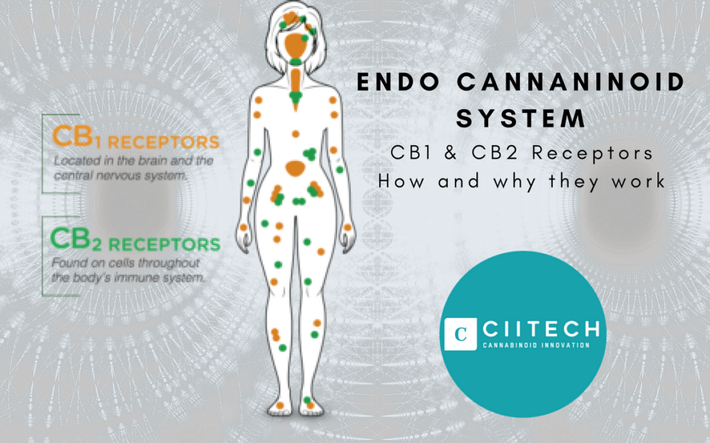 WHAT IS THE ENDOCANNABINOID SYSTEM