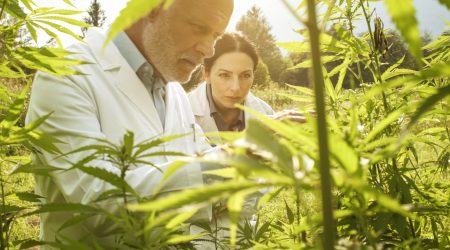 Professional researchers working in a hemp field, they are checking plants, alternative medicine and cannabis concept
